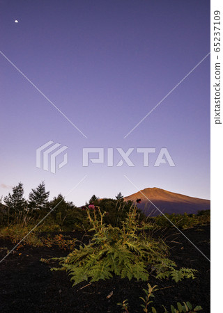 [Shizuoka Prefecture] Fuji thistle on Mt. Fuji Gotembaguchi trail 65237109