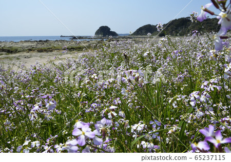 春天的海邊 春天的海邊 65237115