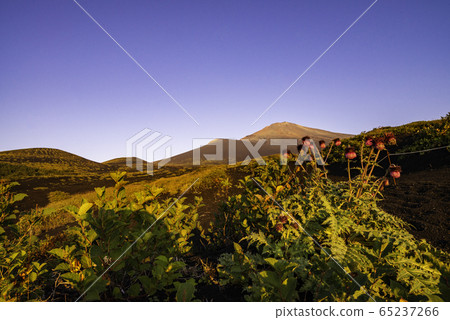 [Shizuoka Prefecture] Fuji thistle on the Gotembaguchi mountain trail in the morning light 65237266