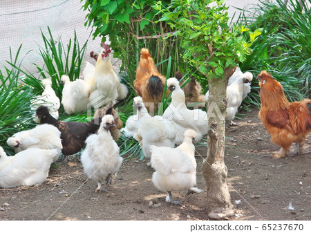 Out-housed crow bone chicken 65237670