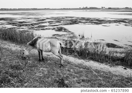 A lone horse grazing near the lake on pasture landscape A lone horse grazing near the lake on pasture landscape 65237890