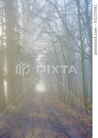 Straight diminishing countryside pathway in autumn season 65237891