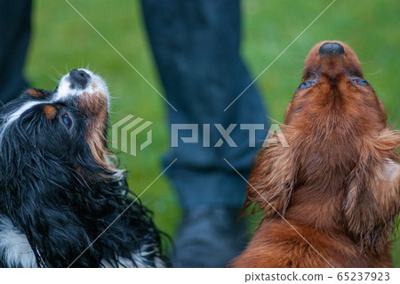 Two Cavalier King Charles Spaniel dogs Two Cavalier King Charles Spaniel dogs 65237923