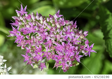 Hylotelephium spectabile known as Sedum spectabile, showy stonecrop, ice plant, butterfly stonecrop Hylotelephium spectabile known as Sedum spectabile, showy stonecrop, ice plant, butterfly stonecrop 65238190