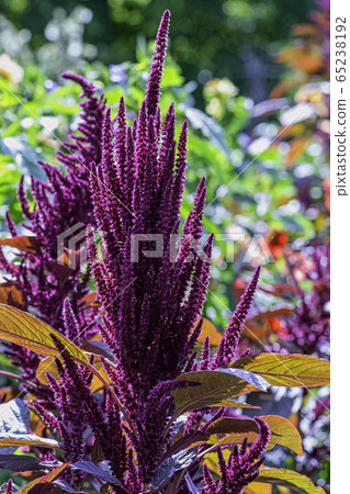 Amaranthus hypochondriacus is an ornamental plant known as Prince-of-Wales feather, prince's-feather Amaranthus hypochondriacus is an ornamental plant known as Prince-of-Wales feather, prince's-feather 65238192