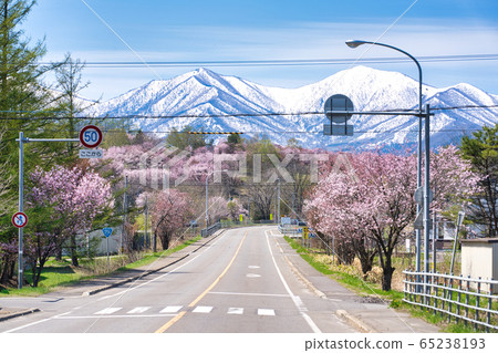 Cherry blossoms in Shimizu park Cherry blossoms in Shimizu park 65238193