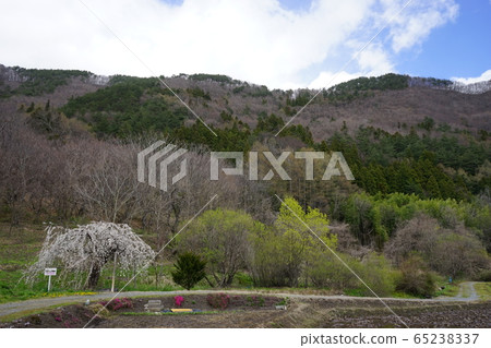 Iwaizumi Spring Morio Cassidal 65238337