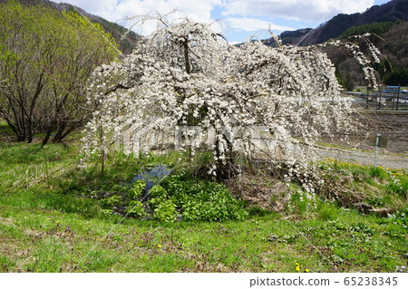 Iwaizumi Spring Morio Cassidal Iwaizumi Spring Morio Cassidal 65238345