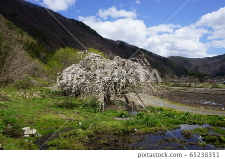 巖泉春Morio Cassidal 巖泉春Morio Cassidal 65238351