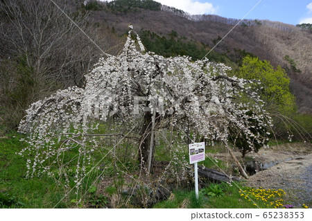 Iwaizumi Spring Morio Cassidal Iwaizumi Spring Morio Cassidal 65238353