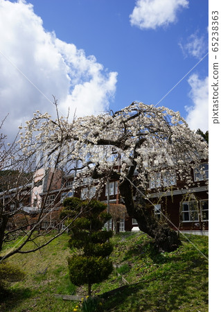 Iwaizumi Spring Morio Cassidal Iwaizumi Spring Morio Cassidal 65238363