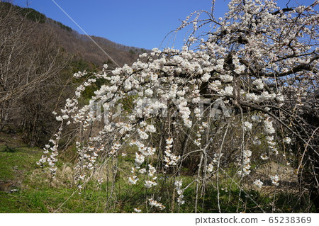 巖泉春Morio Cassidal 巖泉春Morio Cassidal 65238369