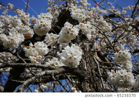 Iwaizumi Spring Morio Cassidal Iwaizumi Spring Morio Cassidal 65238370