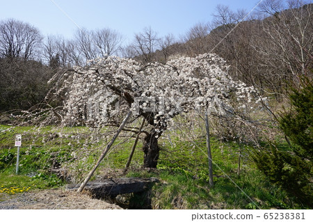 Iwaizumi Spring Morio Cassidal 65238381