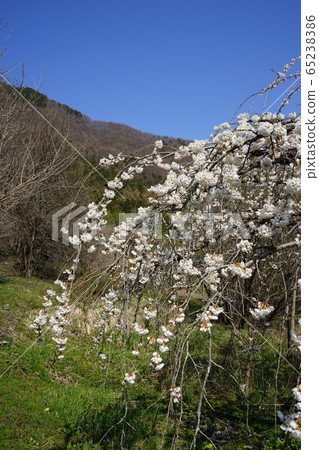 Iwaizumi Spring Morio Cassidal Iwaizumi Spring Morio Cassidal 65238386