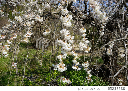Iwaizumi Spring Morio Cassidal Iwaizumi Spring Morio Cassidal 65238388