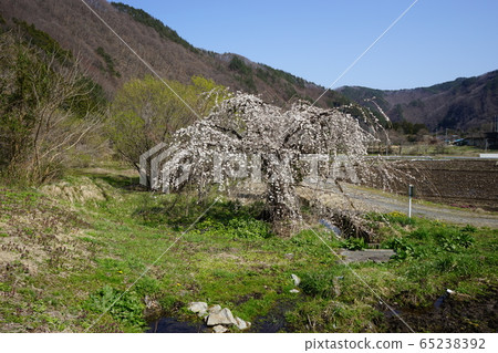 Iwaizumi Spring Morio Cassidal 65238392