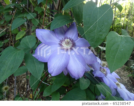 Satoyama 65238547