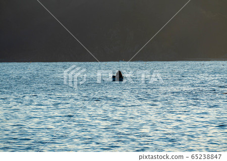 Pacific Ocean and fishing boat [Iwate Prefecture] 65238847