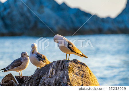 Black-tailed Gull, Miyako City, Iwate Prefecture [Iwate Prefecture] 65238929
