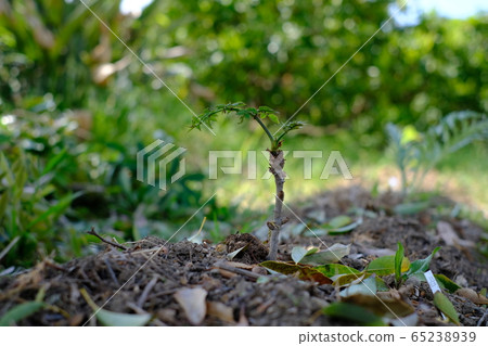 Taranoki kitchen garden 65238939