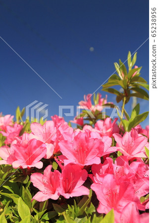 粉色杜鵑花(帶副本空間) 粉色杜鵑花(帶副本空間) 65238956