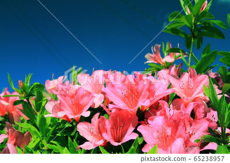 粉色杜鵑花(帶副本空間) 粉色杜鵑花(帶副本空間) 65238957