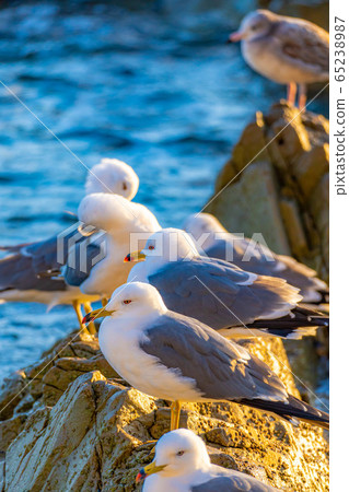 Black-tailed Gull, Miyako City, Iwate Prefecture [Iwate Prefecture] 65238987