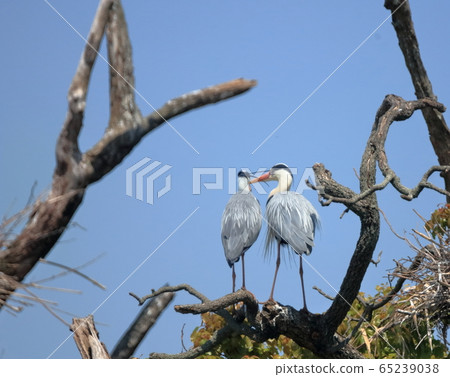 Colony of a heron 65239038