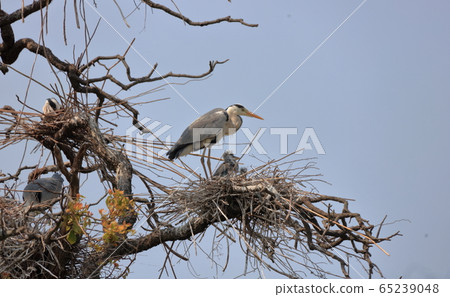 Colony of a heron Colony of a heron 65239048