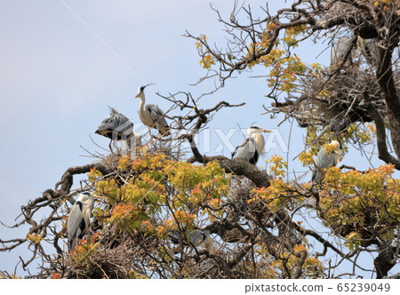 Colony of a heron Colony of a heron 65239049