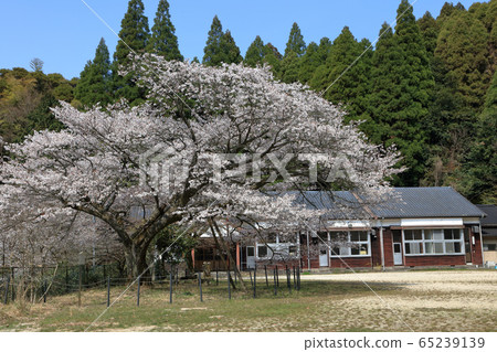 Kuboyama Yamazakura Kuboyama Yamazakura 65239139