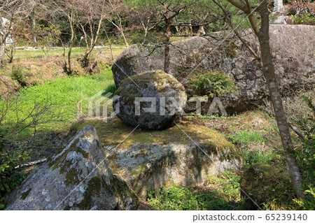 Kuboyama Yamazakura Kuboyama Yamazakura 65239140
