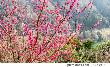 Plum blossom Plum blossom 65239159
