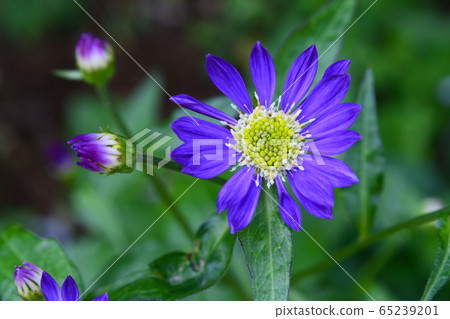 Forgetful flowers 65239201