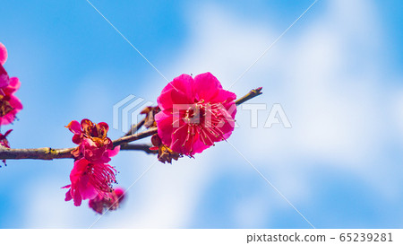 梅花 65239281