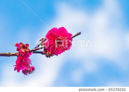 梅花 65239282