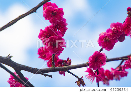 梅花 梅花 65239284