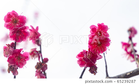 Plum blossom Plum blossom 65239287