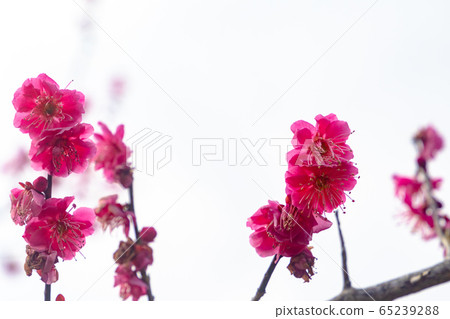 Plum blossom Plum blossom 65239288