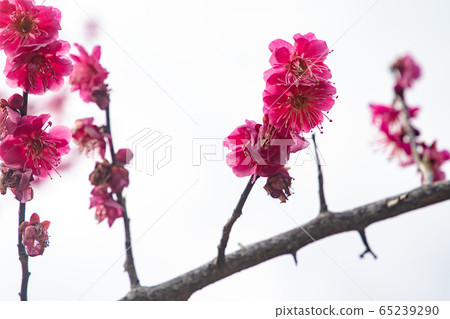 梅花 梅花 65239290