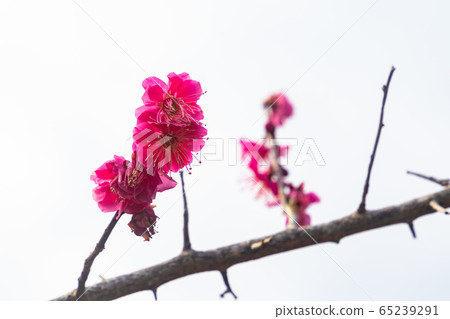 梅花 梅花 65239291