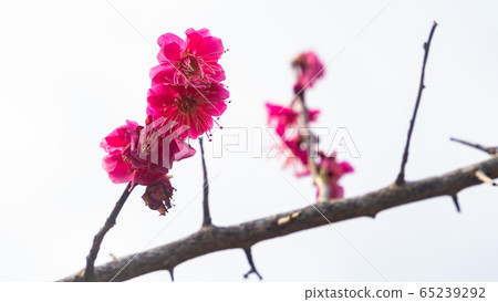 Plum blossom Plum blossom 65239292