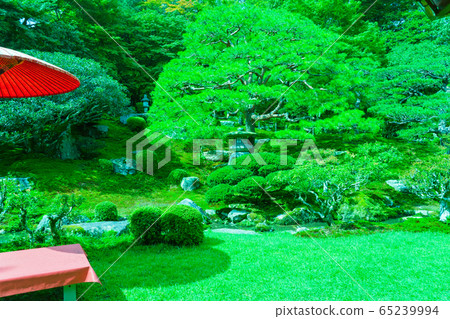 滋賀縣大津市坂本市的Motosatobo拍攝了前筑紫林的新鮮綠色植物的照片 65239994