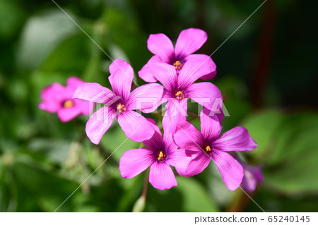 Anchovy flowers 65240145