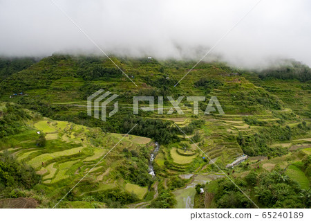 水稻梯田 稻田 風景 65240189
