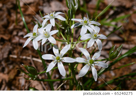 Flowers of Oohuana 65240275