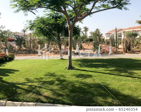 Beautiful park with tropical beautiful natural 65240354