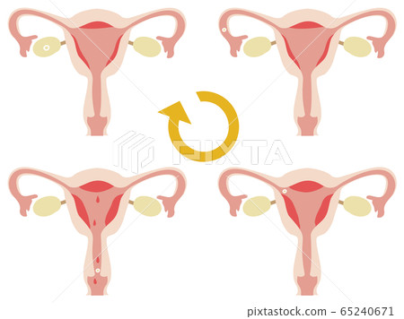 Uterine cycle diagram Uterine cycle diagram 65240671