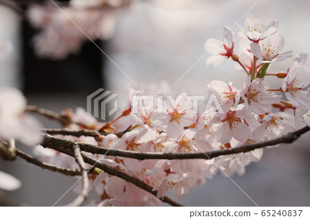 埃德·Higanzakura 埃德·Higanzakura 65240837